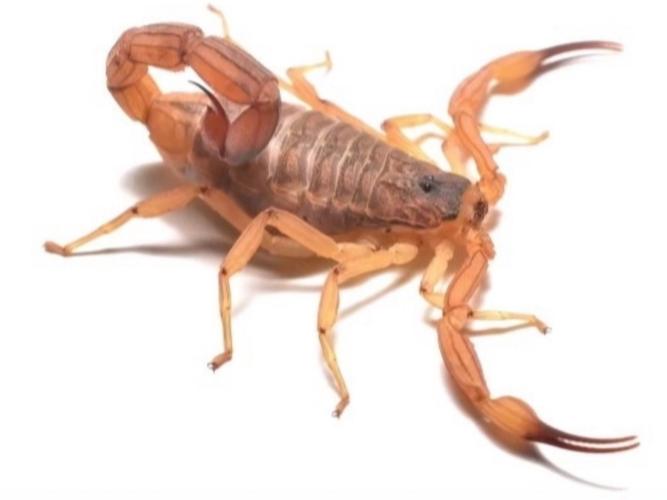 蝎子品种有哪些？附图片。-图2