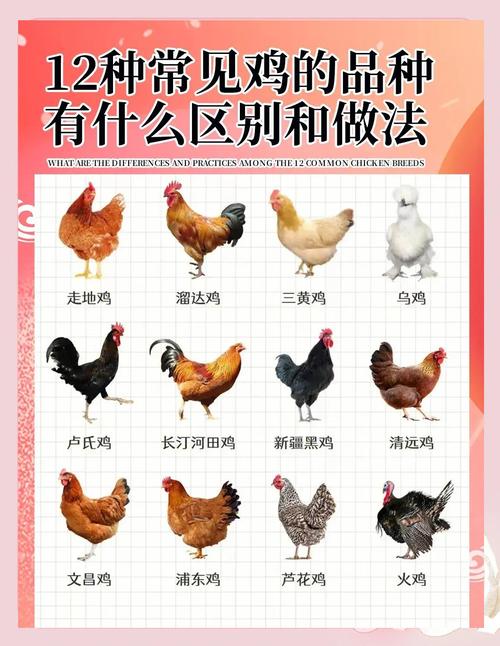 养殖蛋鸡的品种有多少-图1 养殖蛋鸡的品种有多少-图1