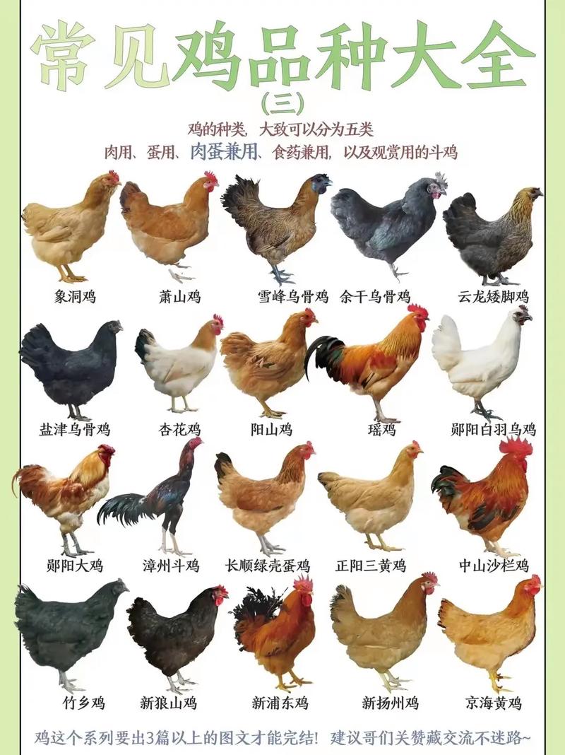 养殖蛋鸡的品种有多少-图3 养殖蛋鸡的品种有多少-图3