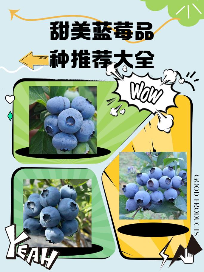 什么品种的蓝莓口味好-图2