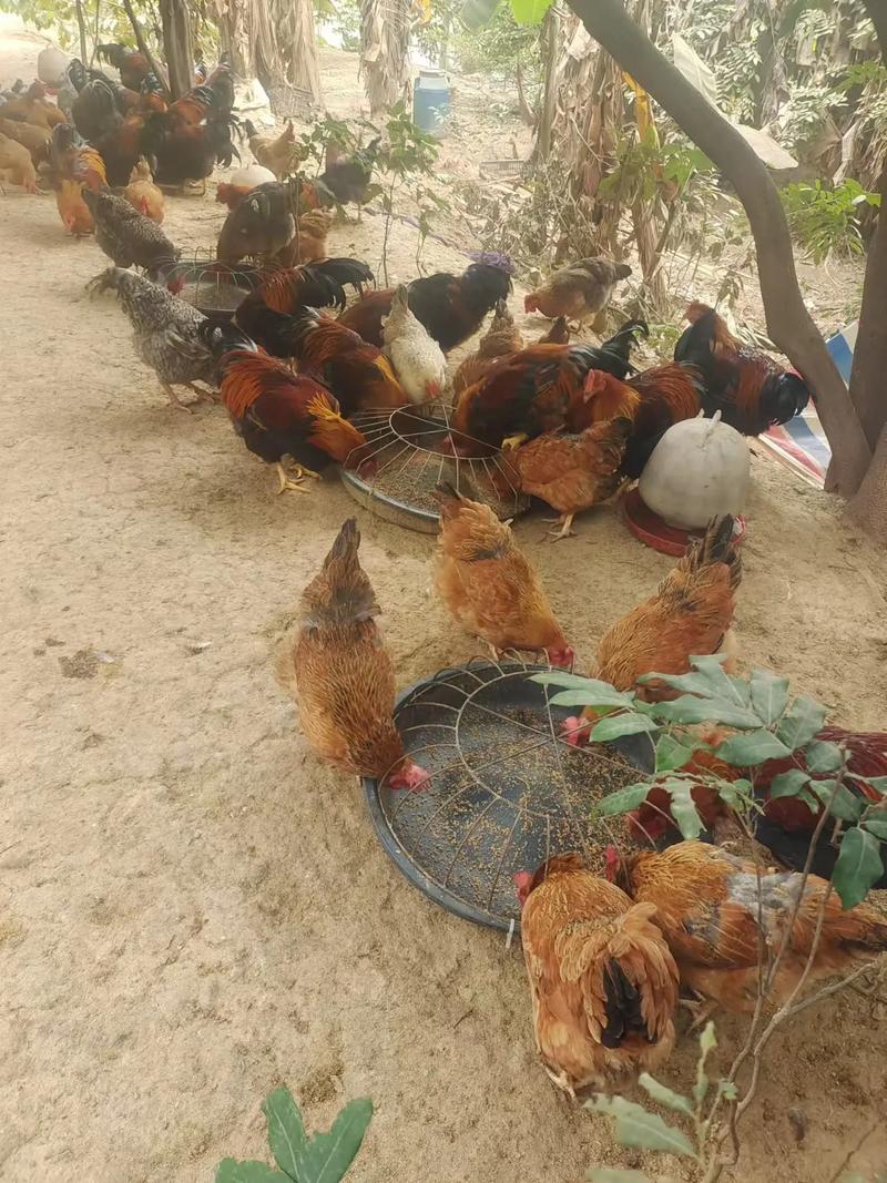 果园鸡养殖技术如何提升收益？-图1