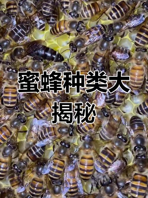 河南养什么蜜蜂品种好-图1 河南养什么蜜蜂品种好-图1