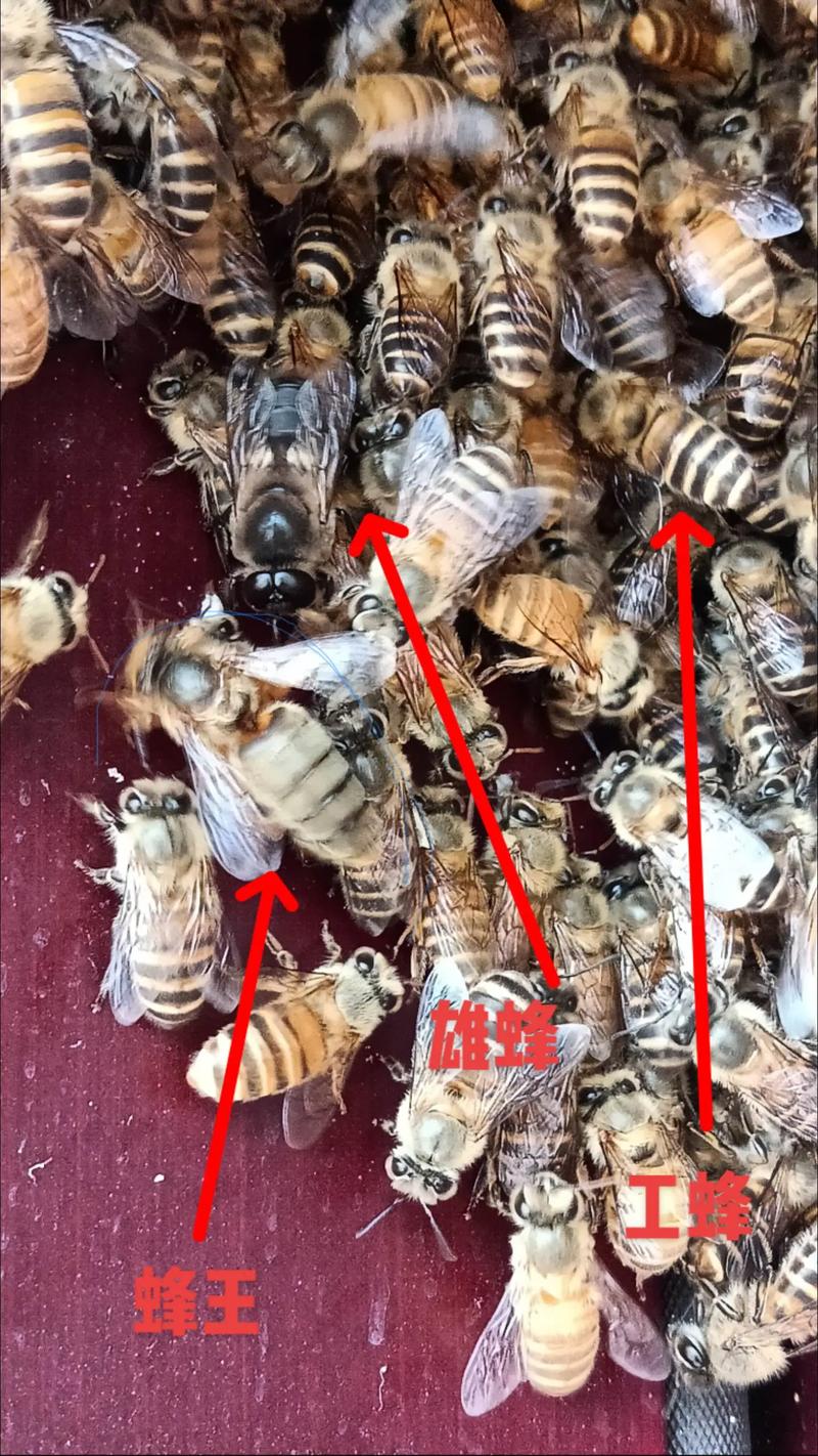 河南养什么蜜蜂品种好-图2
