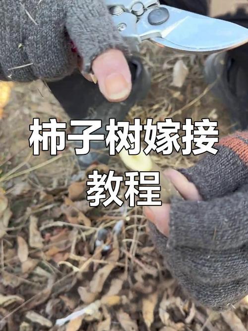 柿子嫁接视频,关键技术有哪些?-图1 柿子嫁接视频,关键技术有哪些?-图1