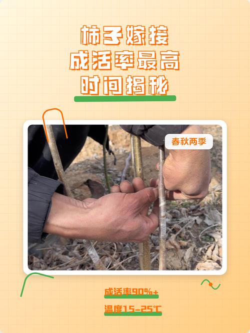 柿子嫁接视频,关键技术有哪些?-图2 柿子嫁接视频,关键技术有哪些?-图2