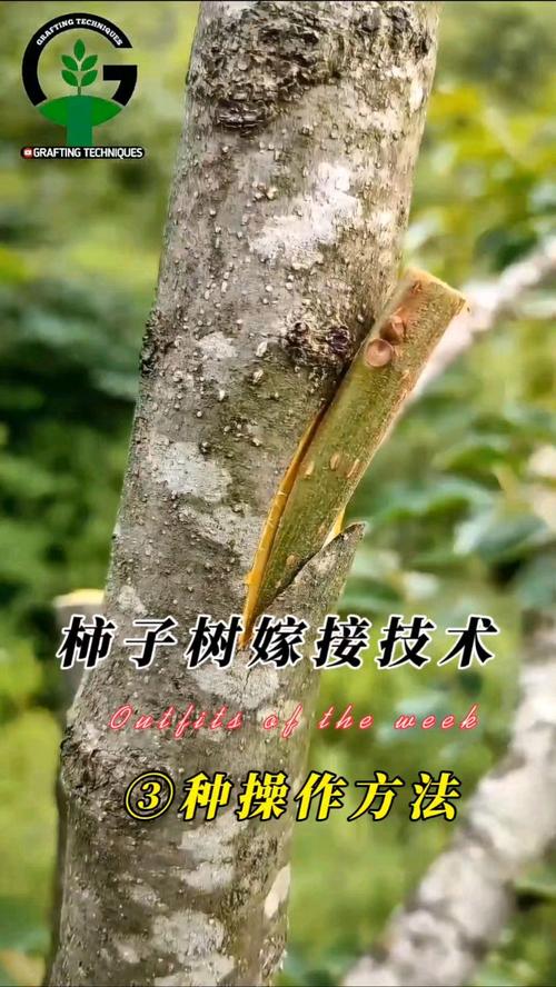 柿子嫁接视频,关键技术有哪些?-图3 柿子嫁接视频,关键技术有哪些?-图3