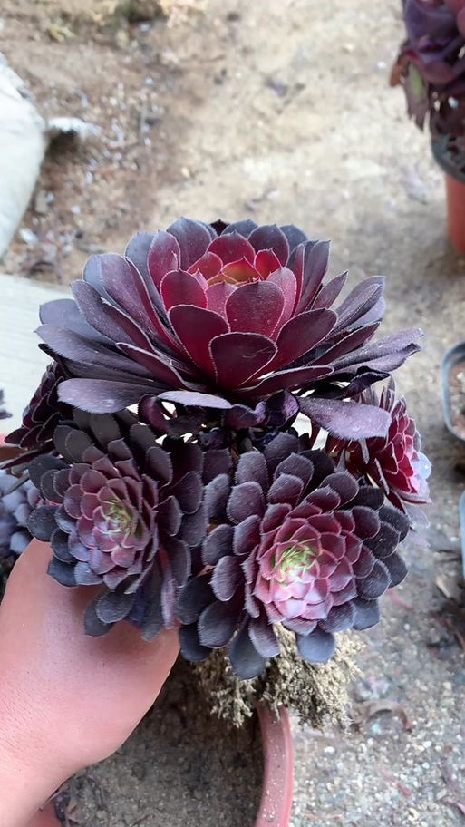 法师多肉品种铜壶法师-图1 法师多肉品种铜壶法师-图1