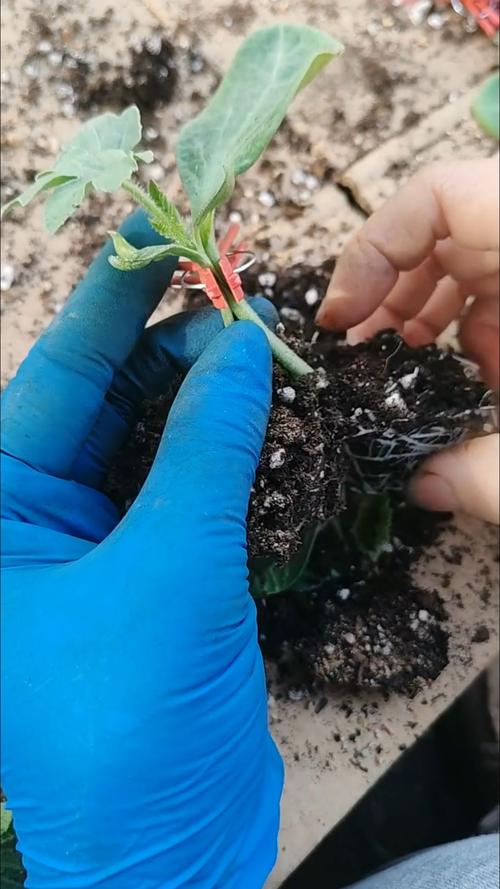 大棚嫁接西瓜如何实现高产？-图1