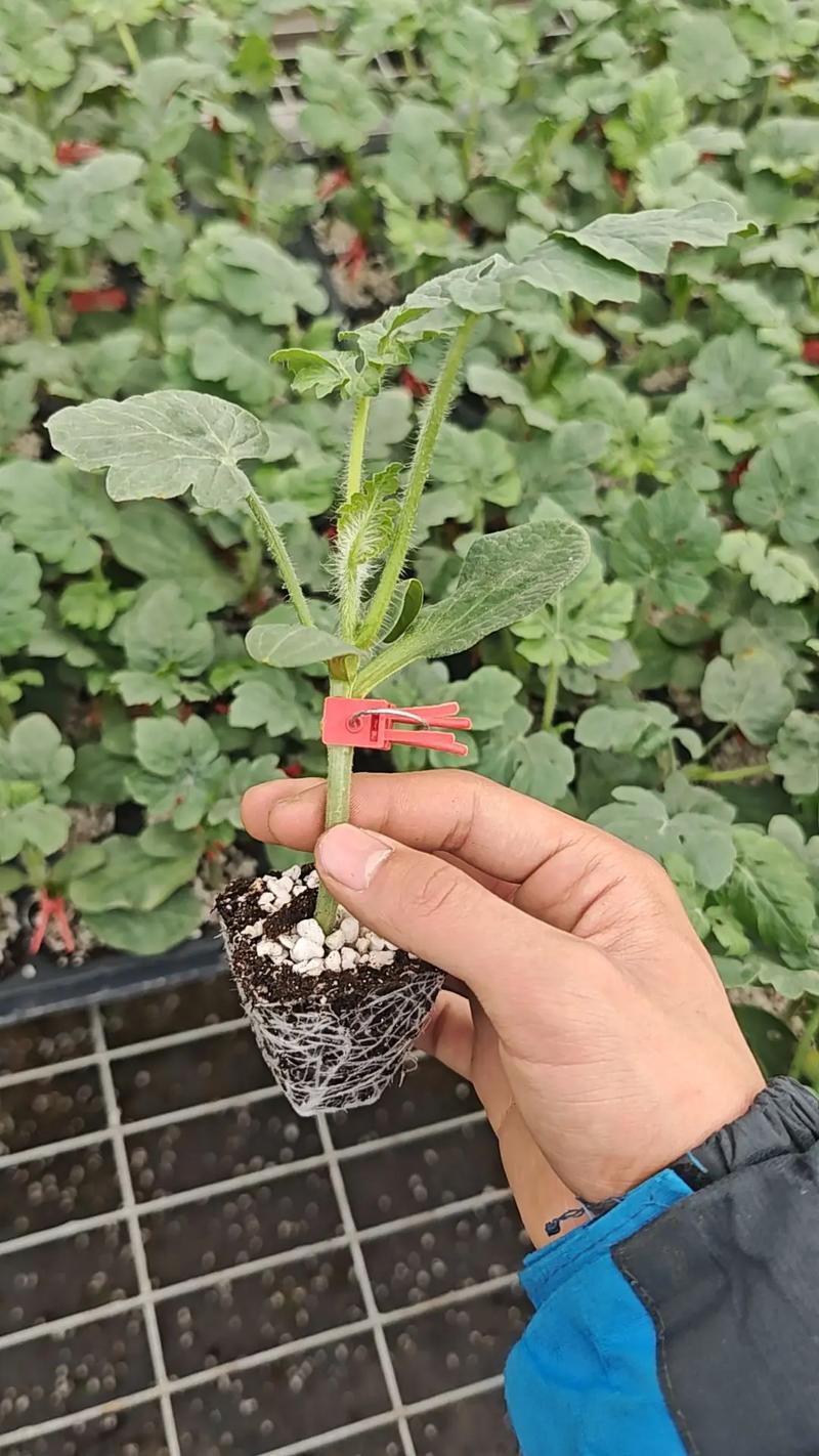 大棚嫁接西瓜如何实现高产？-图3
