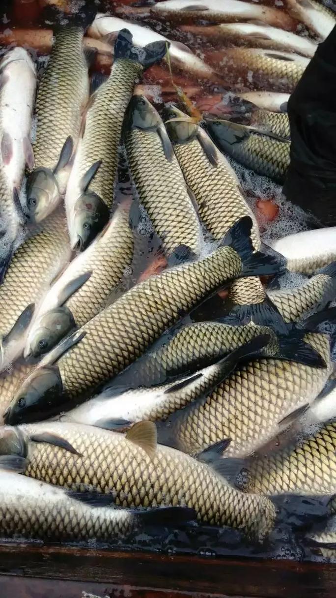 买鱼苗 草鱼种苗价格-图3