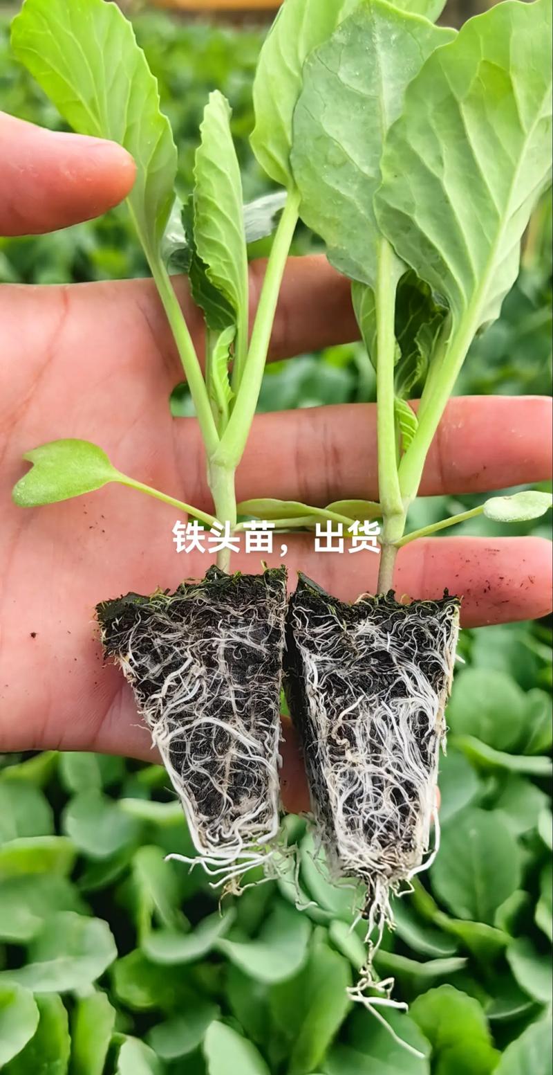 甘蓝种植技术视频有哪些要点?-图1 甘蓝种植技术视频有哪些要点?-图1