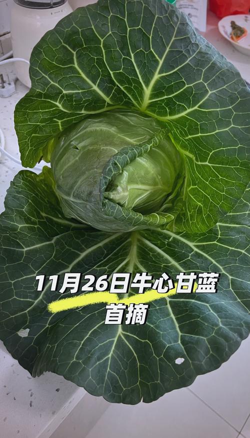 甘蓝种植技术视频有哪些要点?-图2 甘蓝种植技术视频有哪些要点?-图2