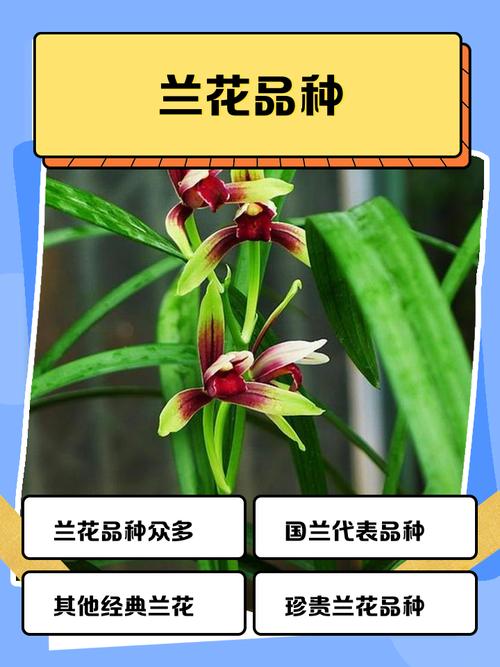 春兰花品种价格差异大吗？-图2