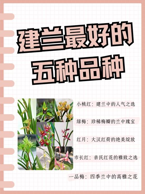 哪些建兰品种最值得养殖?-图1 哪些建兰品种最值得养殖?-图1