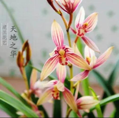 哪些建兰品种最值得养殖?-图2 哪些建兰品种最值得养殖?-图2