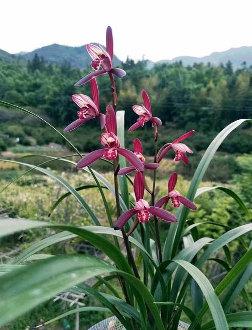 哪些建兰品种最值得养殖?-图3 哪些建兰品种最值得养殖?-图3