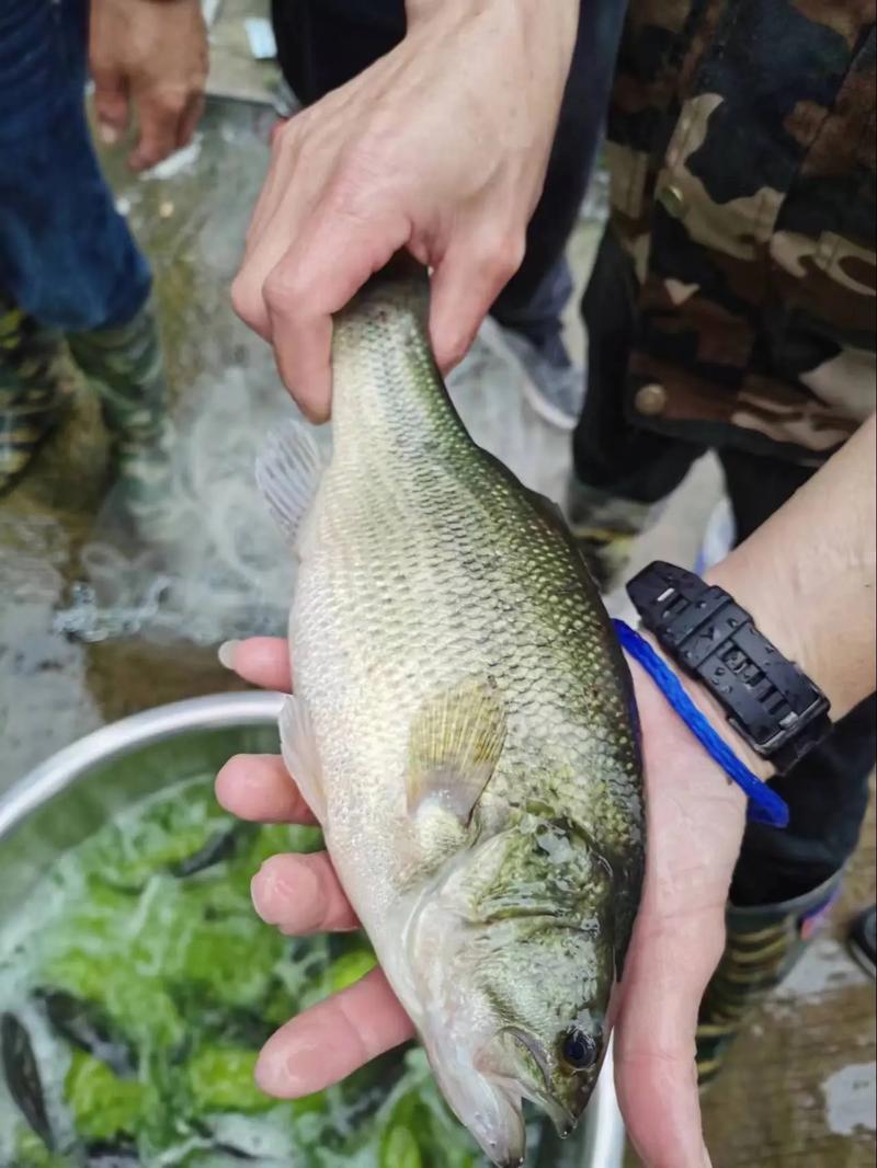 鲈鱼人工淡水养殖技术-图2