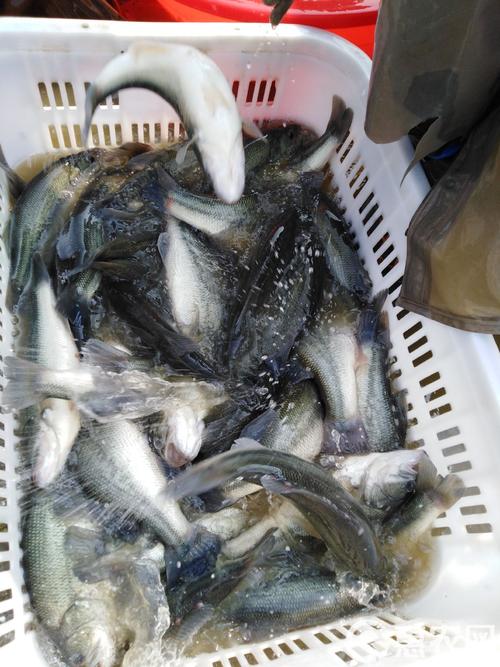 鲈鱼人工淡水养殖技术-图3