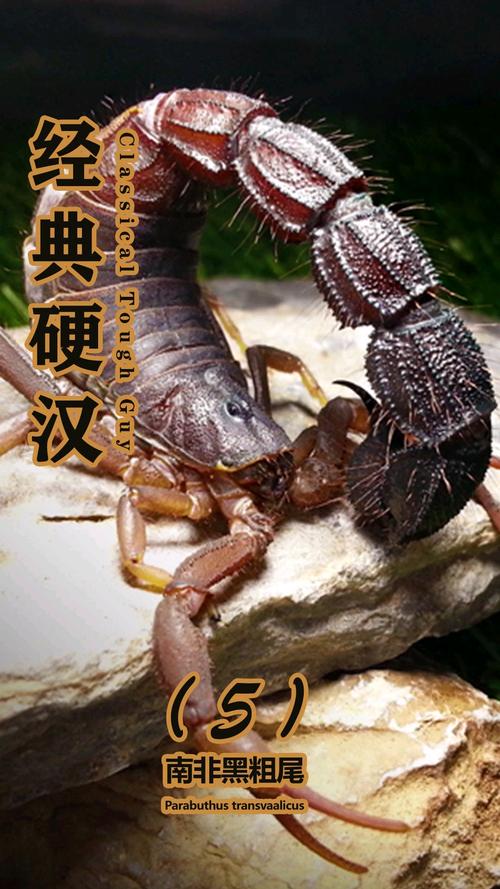 中国的蝎子是什么品种-图3