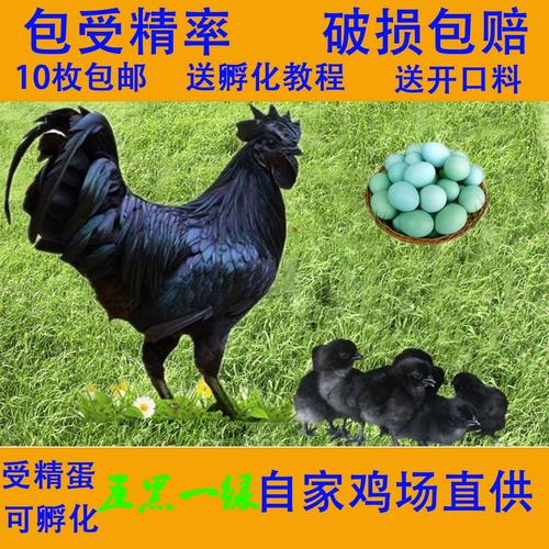 乌骨鸡的孵化养殖技术-图1