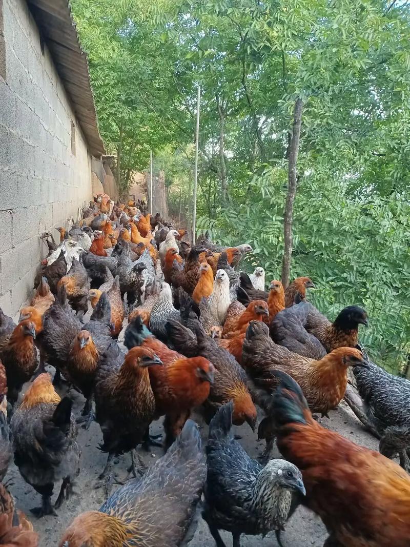 乌骨鸡的孵化养殖技术-图2