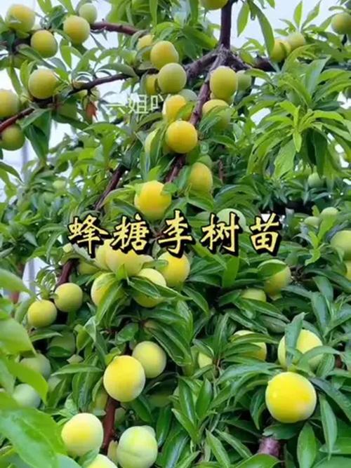 种植什么品种的李子好-图1 种植什么品种的李子好-图1