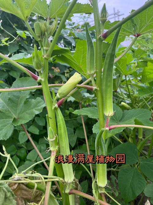 黄秋葵有几个品种图片-图1