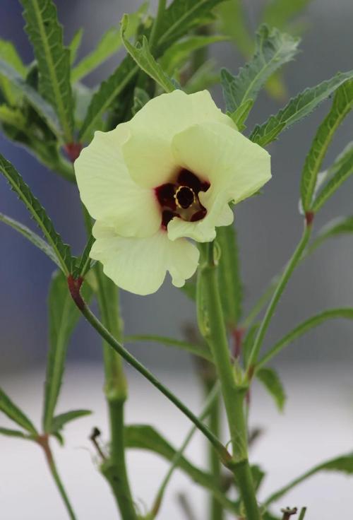 黄秋葵有几个品种图片-图3