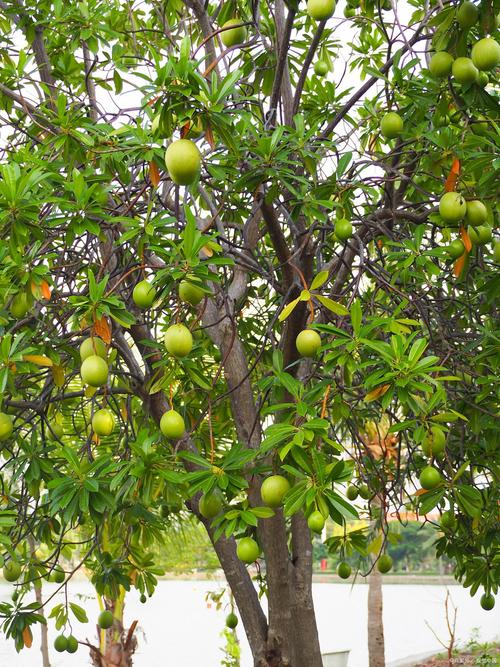 什么品种的柚子树高大-图2 什么品种的柚子树高大-图2