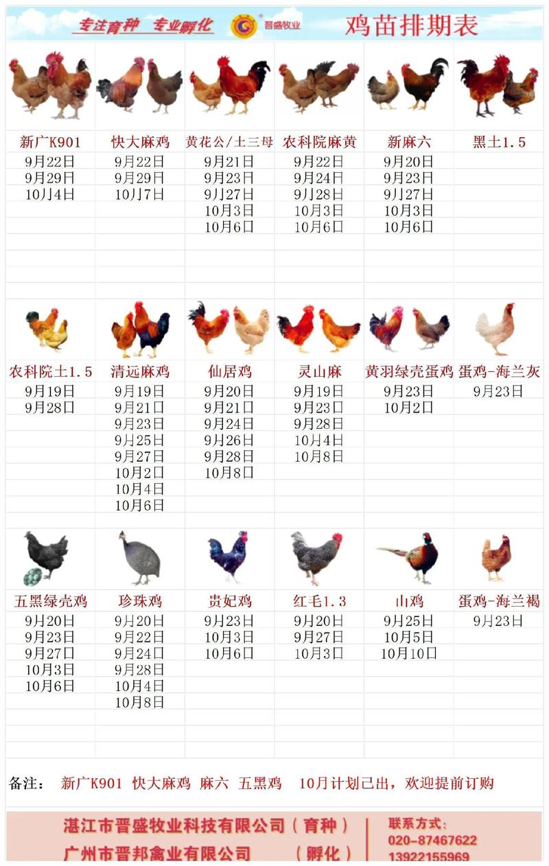 肉鸡价格行情最新报价-图2