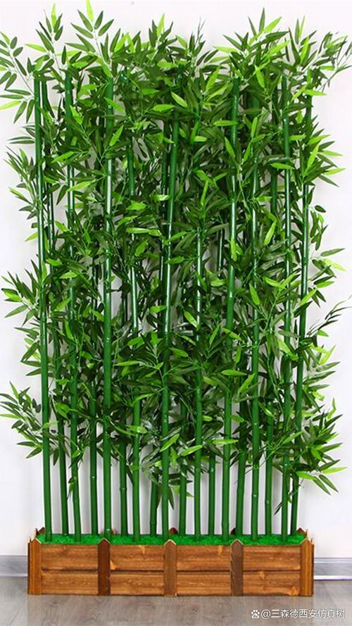家里的竹子是什么品种-图2