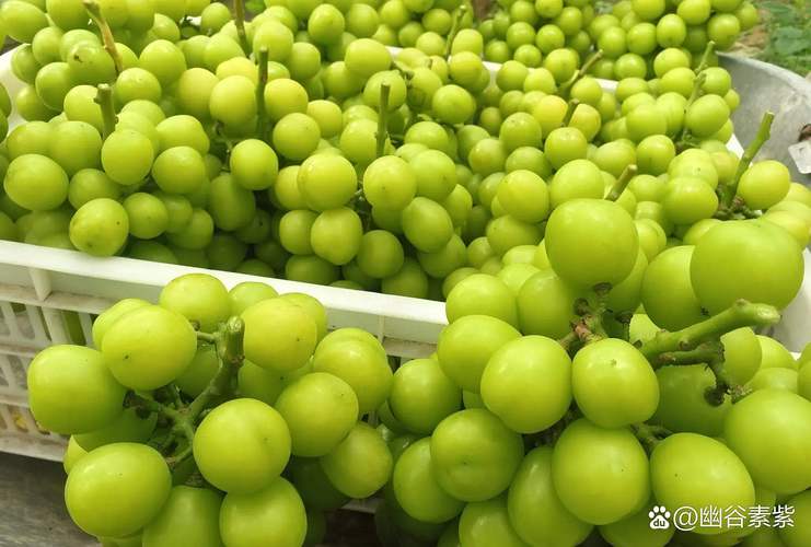 现在种什么葡萄价格好-图2