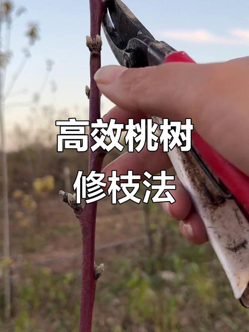 桃树花期修剪技术视频-图2