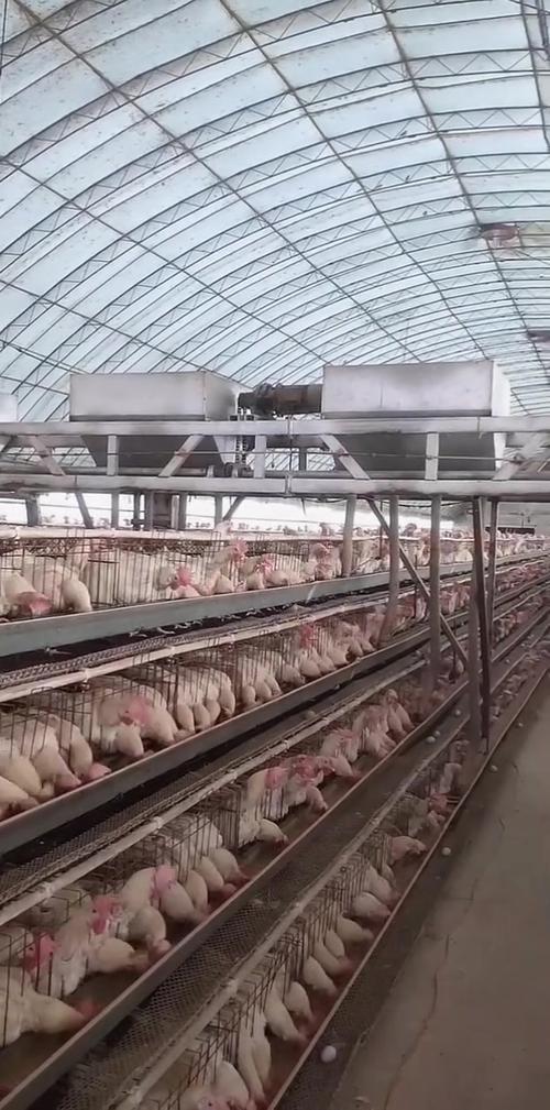 蝇蛆蛋鸡养殖技术视频-图2