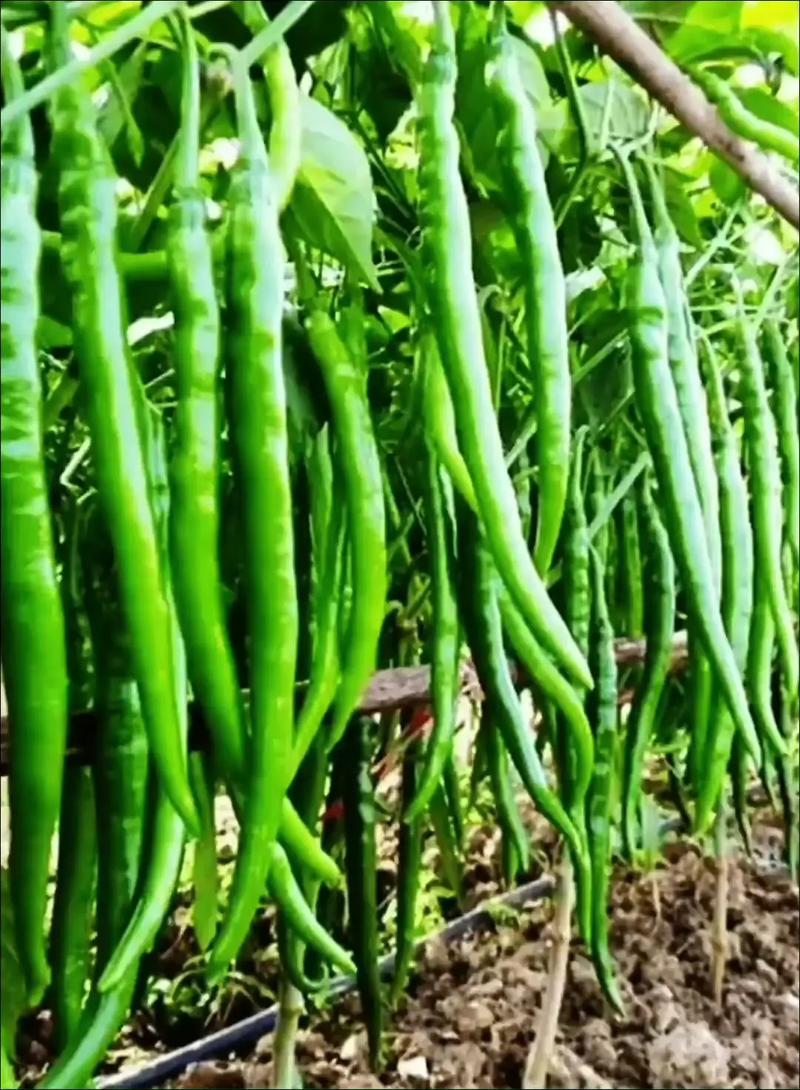 长辣椒品种大全及图片-图1