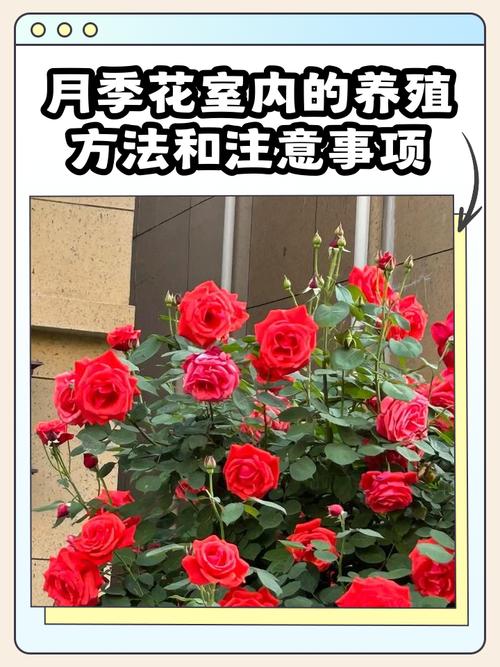 盆栽月季专业养殖技术-图1 盆栽月季专业养殖技术-图1