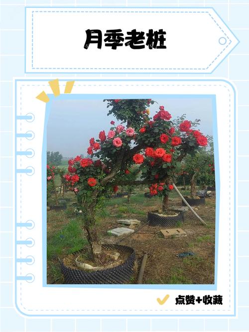 盆栽月季专业养殖技术-图2 盆栽月季专业养殖技术-图2