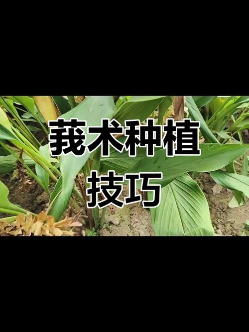 莪术繁殖栽培管理技术-图1