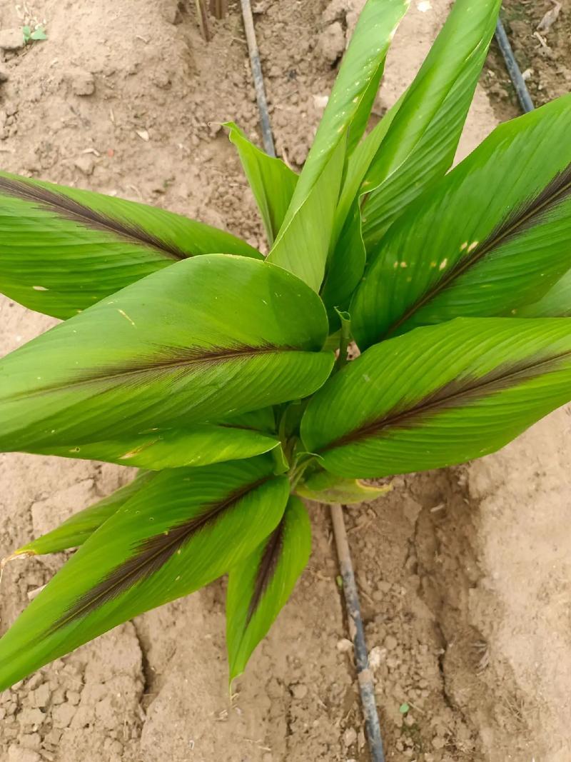 莪术繁殖栽培管理技术-图2