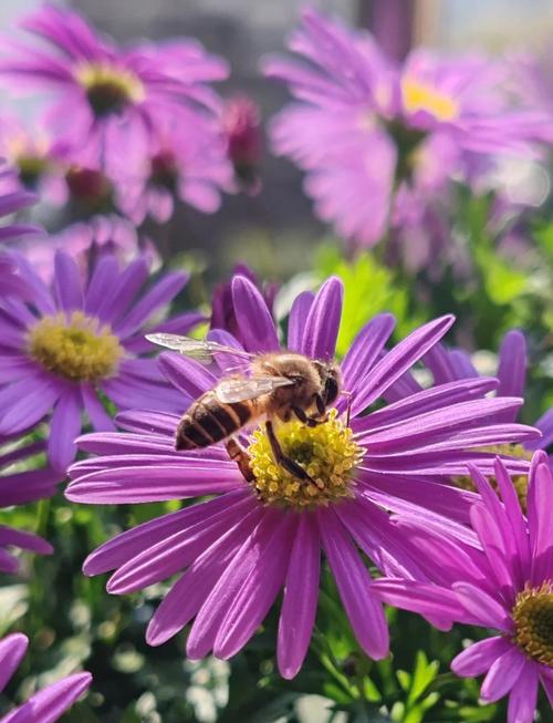 秋天开花的紫色雏菊有哪些品种？-图1