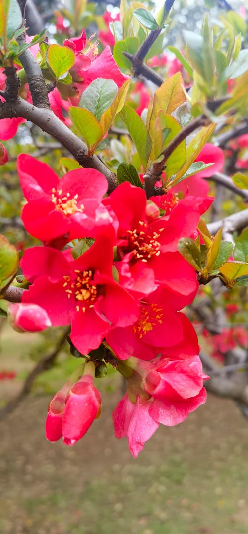 海棠树有哪些常见品种？-图2