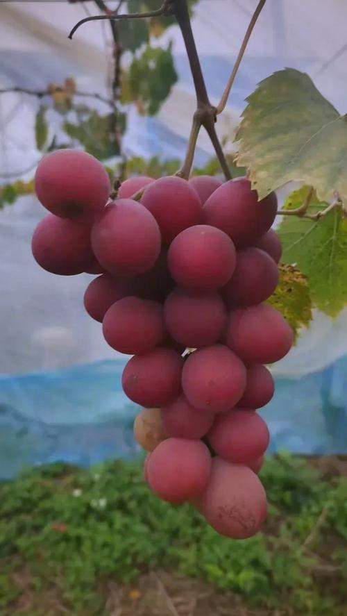 红色葡萄品种有哪些？-图2