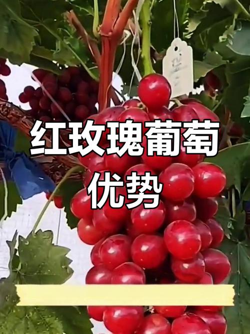红色葡萄品种有哪些？-图3