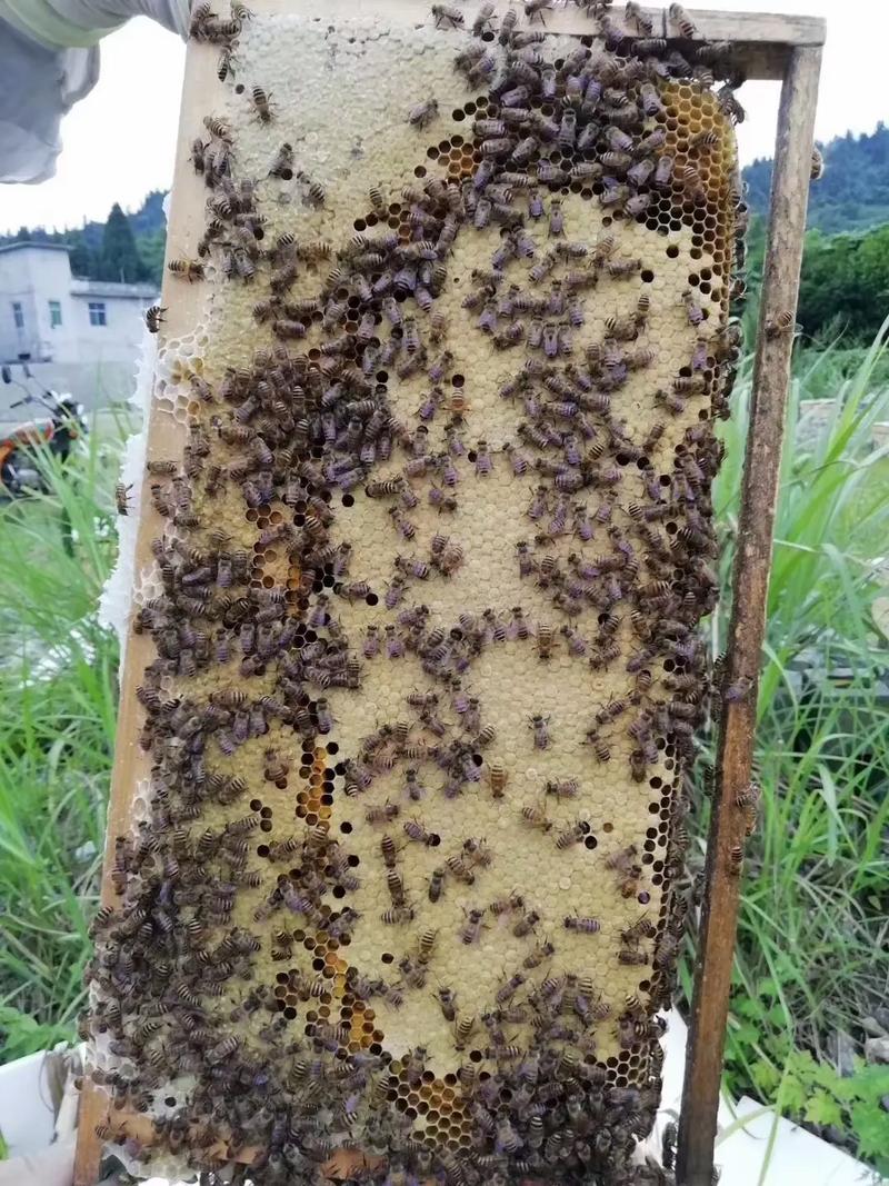 海南中蜂什么品种耐热-图1