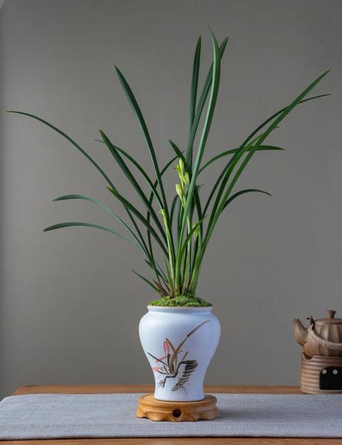 建兰好品种哪些好养活-图1