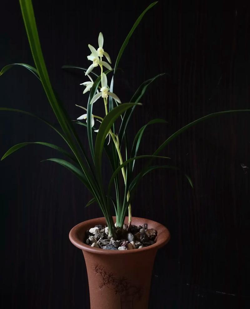 建兰好品种哪些好养活-图3