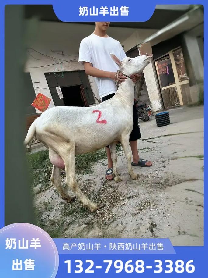 云南最好的奶山羊品种-图1