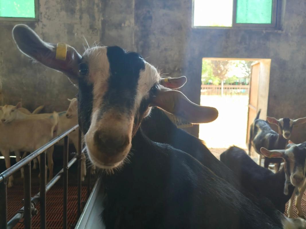 云南最好的奶山羊品种-图2