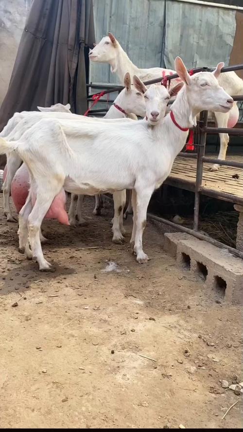 云南最好的奶山羊品种-图3