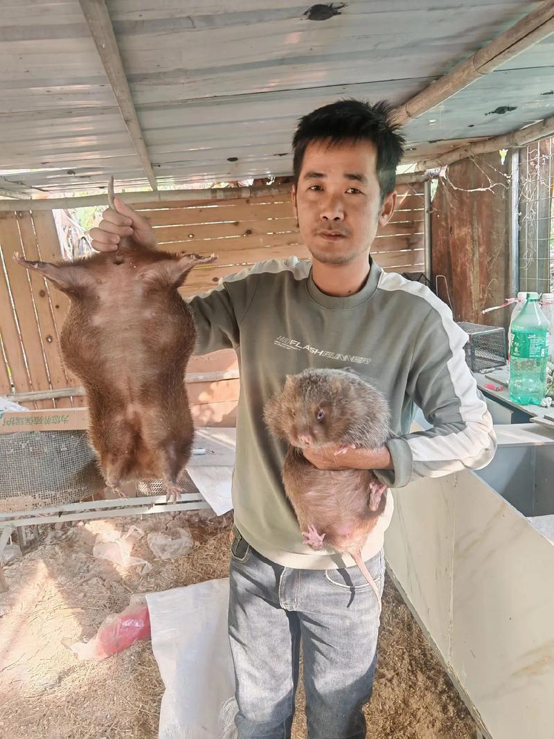 广西桂林竹鼠种苗价格-图1